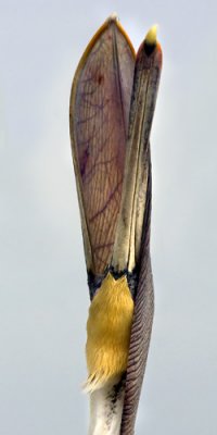 Pelican raising head.jpg