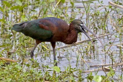 Glossy Ibis with snail.jpg
