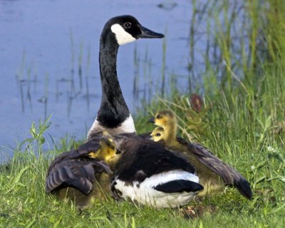 Canada Goose and Goslings under wing.jpg