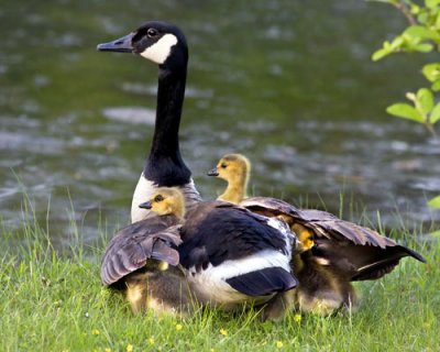 Canada Goose and goslings under wing 2.jpg