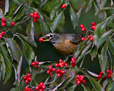Robin surrounded by berries.jpg