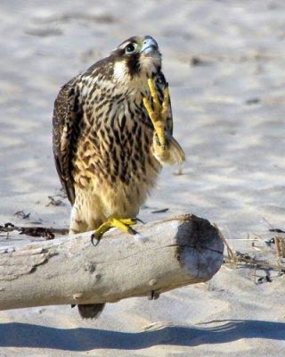 Juvenile Peregrine Falcon Scratching on Beach.jpg