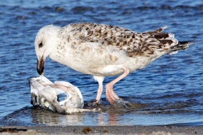 Seagull with fish 1.jpg