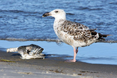Seagull poses with fish 3.jpg