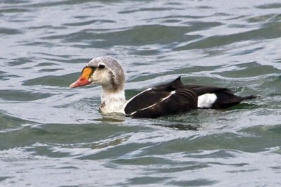 King Eider_IMG_9859.jpg