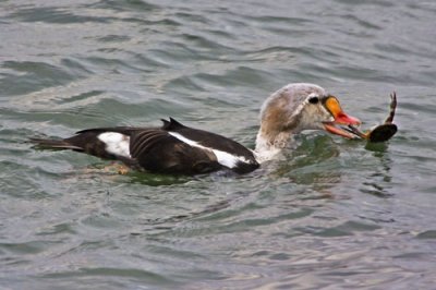 King Eider with Crab2.jpg