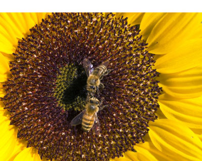 Sunflower with fighting bees.jpg