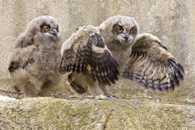 Young Eagle Owl testing wings.jpg