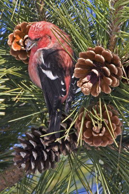 White-winged Crossbill 2.jpg