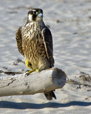 Juvenile Peregrine Falcon.jpg