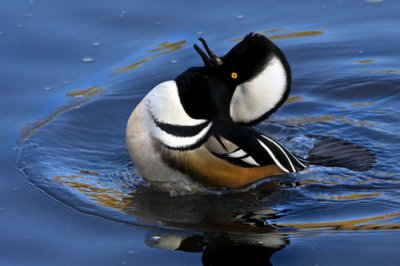 Hooded Merganser calling 2.jpg