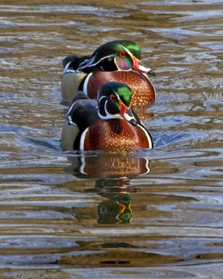 Two Wood Ducks.jpg