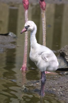 Flamingo Chick.jpg