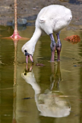 Flamingo Chick and Reflection.jpg