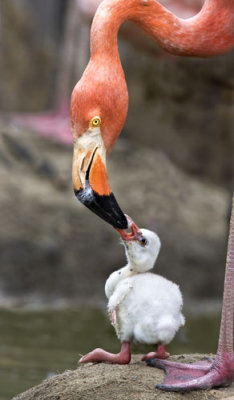 Flamingo Chick being fed.jpg