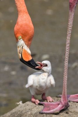 Flamingo and Chick 3.jpg