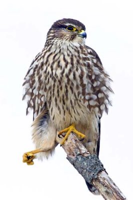 Merlin.jpg
