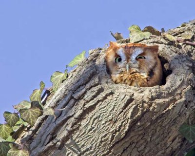 Red Screech Owl Staring_IMG_1977.jpg