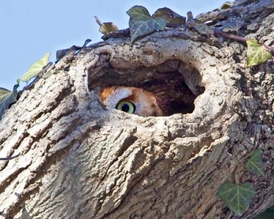 Red Screech Owl peeking.jpg