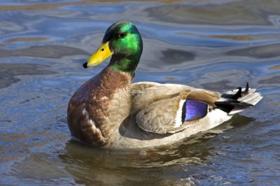 Mallard.jpg