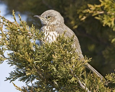 Sage Thrasher 3.jpg
