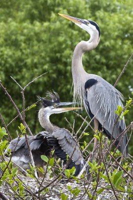 Great Blue and Juvenile on Nest.jpg