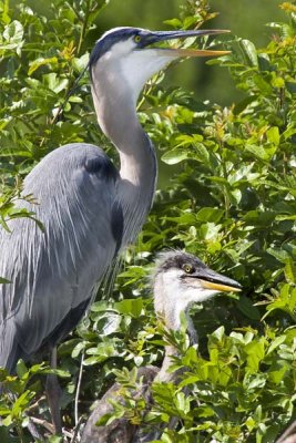 Great Blue and Baby.jpg