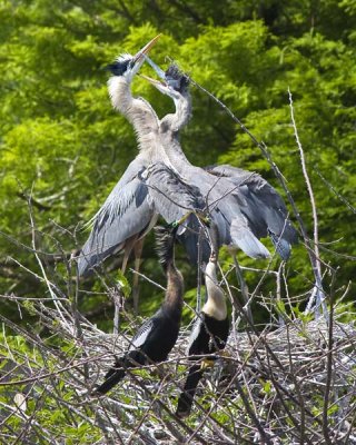 Young Great Blue Heron Begging and Anghingas Displaying.jpg