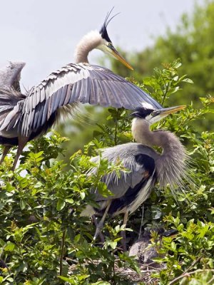 Great Blue Heron Flying into Nest.jpg