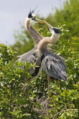 Great Blue Herons Displaying.jpg