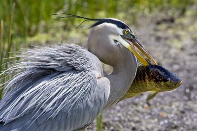 Great Blue catches Fish.jpg