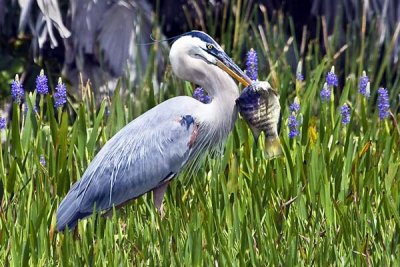 Great Blue Heron with Fish and Flowers.jpg