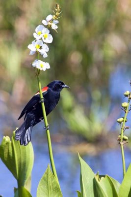 Red-winged Blackbird on Flower.jpg