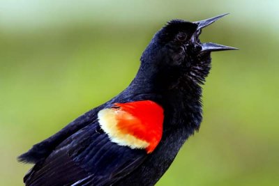 Red-Winged Blackbird Calling.jpg