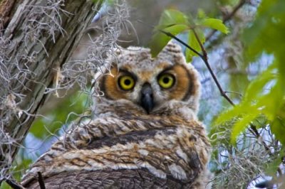Young Great Horned Owl in Nest.jpg