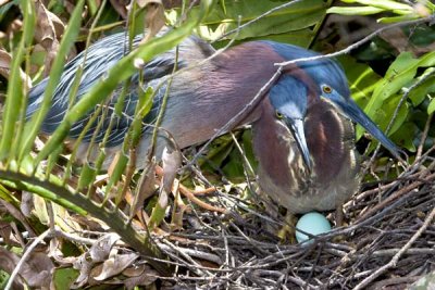 Green Heron Pair at nest.jpg