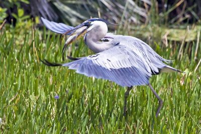 Great Blue running with fish 2.jpg