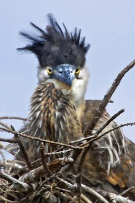 Young Great Blue on Nest with Punk Hairdo.jpg