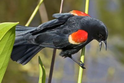 Red-winged Blackbird Displaying.jpg
