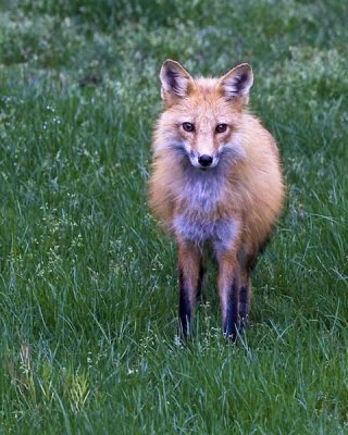 fox_family_2010_