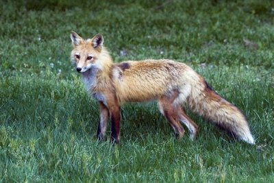Red Fox in Grass.jpg