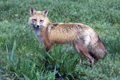 Red Fox by Garden.jpg