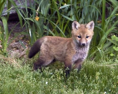 Fox Kit in Grass.jpg