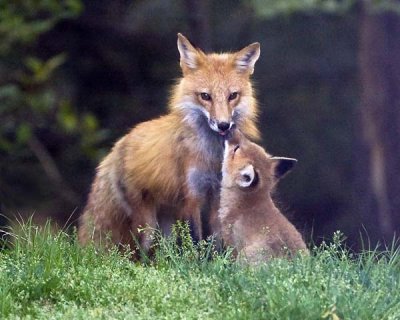 Fox Kit Licking Mom.jpg