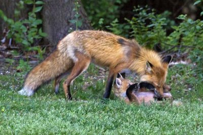 Red Fox Cleaning Kit.jpg