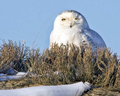 Snowy Owl and grasses.jpg