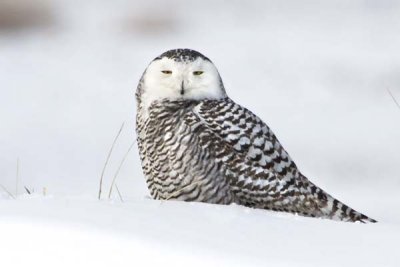 Young Female Snowy Owl.jpg