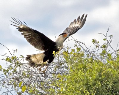 Crested Caracara lifting up from tree.jpg