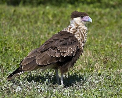 Crested Caracara Juvenile.jpg