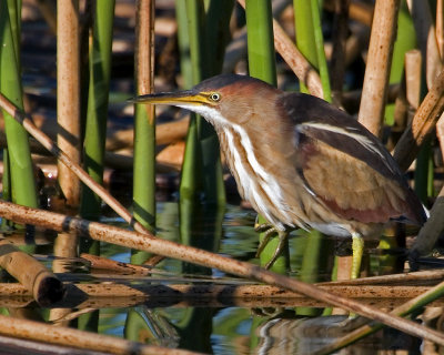 Least Bittern.jpg